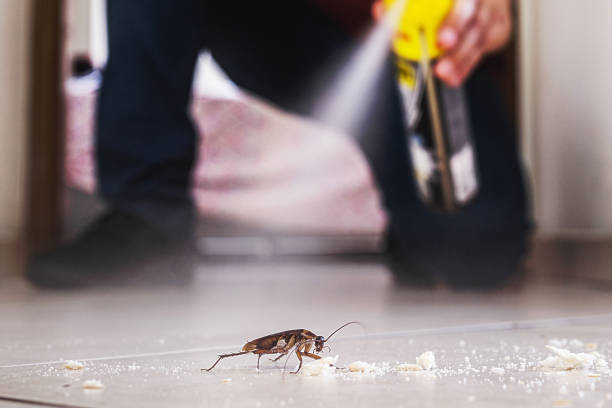 Flea Control Services in Thoreau, NM