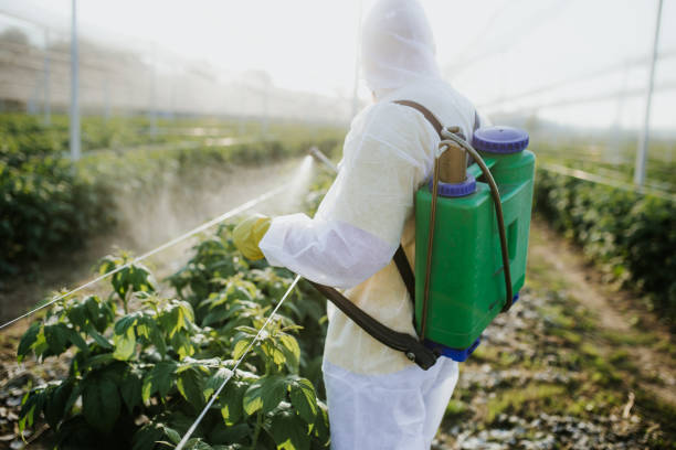 Best Bed Bug Extermination  in Thoreau, NM